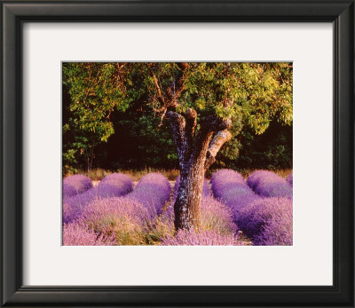 Provence by Bryan F. Peterson Pricing Limited Edition Print image