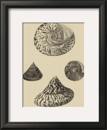 Shells On Khaki Viii by Denis Diderot Pricing Limited Edition Print image