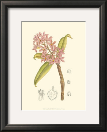 Orchid Plenty Iii by Samuel Curtis Pricing Limited Edition Print image