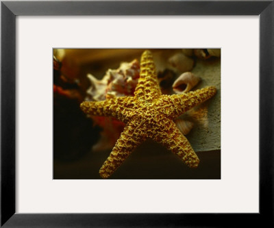 Starfish I by Philip Clayton-Thompson Pricing Limited Edition Print image