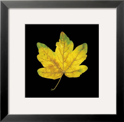 Yellow Maple by June Hunter Pricing Limited Edition Print image