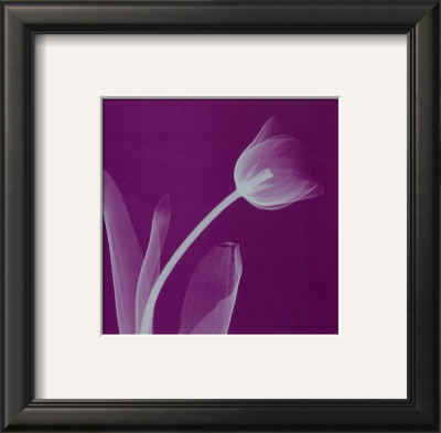 Silver Tulip by Steven N. Meyers Pricing Limited Edition Print image