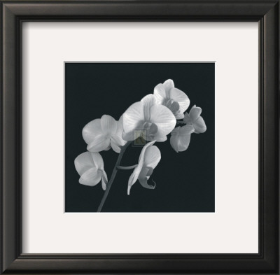 Orchid Illusion I by Katja Marzahn Pricing Limited Edition Print image