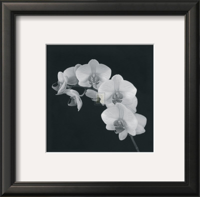 Orchid Illusion Ii by Katja Marzahn Pricing Limited Edition Print image