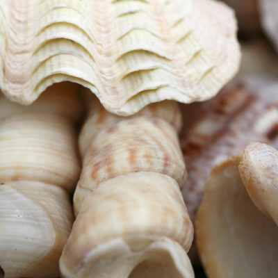 Shells I by Nicole Katano Pricing Limited Edition Print image