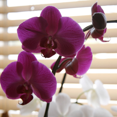 Purple Orchids I by Nicole Katano Pricing Limited Edition Print image
