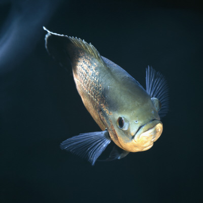 Oscar Velvet Cichlid Captive, From South America by Jane Burton Pricing Limited Edition Print image