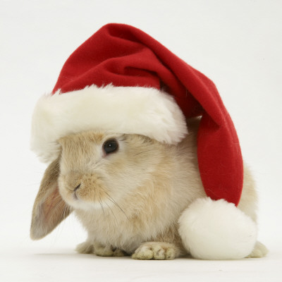 Rabbit Wearing A Father Christmas Hat by Jane Burton Pricing Limited Edition Print image