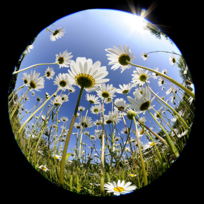 Oxeye Daisy Veiwed Through Fish-Eye Lens, Devon, Uk, June 08 by Ross Hoddinott Pricing Limited Edition Print image