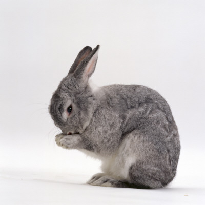 Silver Fox Male Rabbit, Licking Front Paws, Face Washing by Jane Burton Pricing Limited Edition Print image