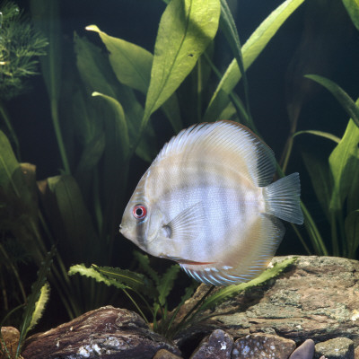 Discus Fish Captive, From Tropical Rainforest Rivers In Brazil by Jane Burton Pricing Limited Edition Print image