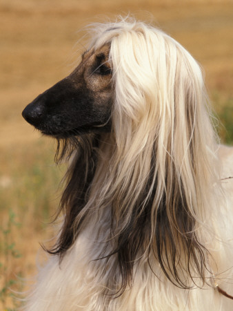 Afghan Hound Profile by Adriano Bacchella Pricing Limited Edition Print image