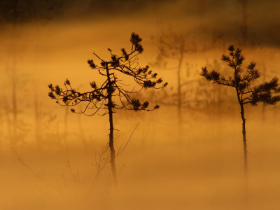 Scots Pines, In Morning Mist, Finland by Staffan Widstrand Pricing Limited Edition Print image