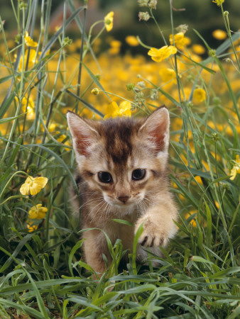 Domestic Cat, 6-Week, Abyssinian Kitten Walking In Grass With Buttercups by Jane Burton Pricing Limited Edition Print image