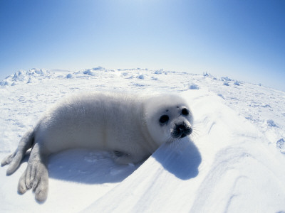 Harp Seal Pup On Ice, Magdalen Is, Canada, Atlantic by Jurgen Freund Pricing Limited Edition Print image
