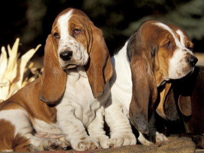 Two Bassett Hound Pups by Lynn M. Stone Pricing Limited Edition Print image