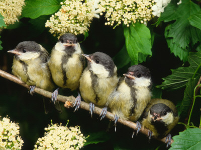 Great Tits, Five Fledgelings Perched In Row (Parus Major) Europe by Reinhard Pricing Limited Edition Print image