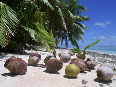 Coconut Palm Seedlings (Cocos Nucifera) On Tropical Beach, Seychelles by Reinhard Pricing Limited Edition Print image