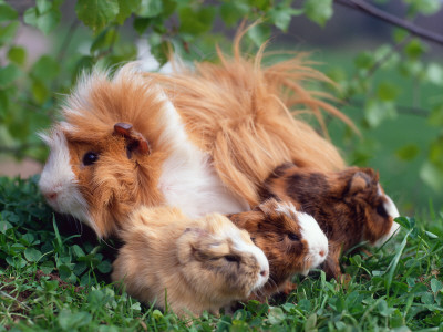 Domestic Guinea Pig With Young, Europe by Reinhard Pricing Limited Edition Print image