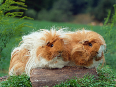 Domestic Peruvian Guinea Pigs (Cavia Porcellus) Europe by Reinhard Pricing Limited Edition Print image