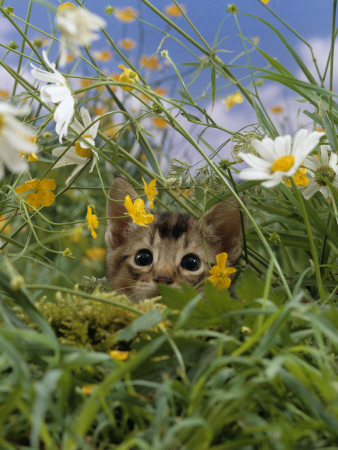 Domestic Cat, Kitten Stalking An Insect In The Long Grass by Jane Burton Pricing Limited Edition Print image