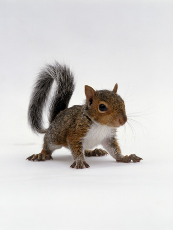 Baby Grey Squirrel, Portrait by Jane Burton Pricing Limited Edition Print image