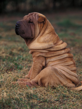 Shar Pei Puppy Sitting Down With Wrinkles On Back Clearly Visible by Adriano Bacchella Pricing Limited Edition Print image