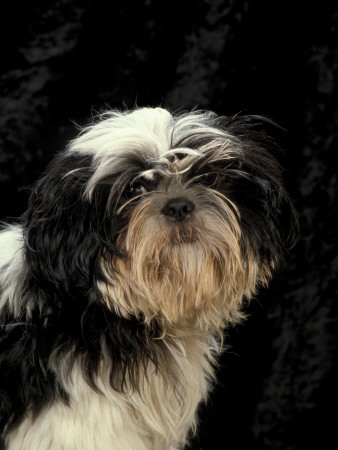 Shih Tzu With Hair Cut Short by Adriano Bacchella Pricing Limited Edition Print image