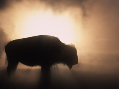 Young Bison, Getting Warmth From Steaming Geyser, Yellowstone, Usa by Pete Cairns Pricing Limited Edition Print image