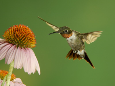 Ruby Throated Hummingbird,Male Feeding On Purple Coneflower, New Braunfels, Texas, Usa by Rolf Nussbaumer Pricing Limited Edition Print image