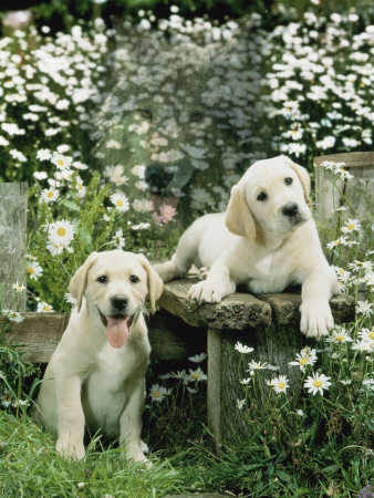 Two Young Labradors In A Daisy Field, Uk by Jane Burton Pricing Limited Edition Print image