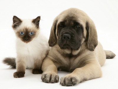 English Mastiff Puppy With Young Birman-Cross Cat by Jane Burton Pricing Limited Edition Print image
