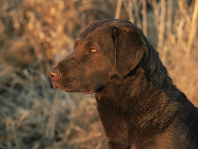 Head Profile Portrait Of Chesapeake Bay Retriever, Wisconsin, Usa by Lynn M. Stone Pricing Limited Edition Print image