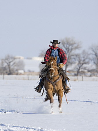 Cowboy Cantering Through Snow On Red Dun Quarter Horse Gelding, Berthoud, Colorado, Usa by Carol Walker Pricing Limited Edition Print image