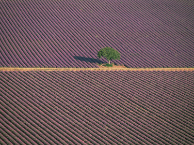 Aerial View Of Tree In Lavender Field, Baronnies, Provence, France by Jean E. Roche Pricing Limited Edition Print image