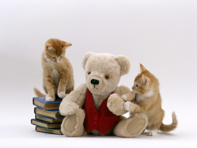 Domestic Cat, Two Red Burmese-Cross Kittens With Teddy Bear by Jane Burton Pricing Limited Edition Print image