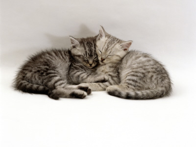 Domestic Cat, Two 7-Week Sleeping Silver Tabby Kittens by Jane Burton Pricing Limited Edition Print image