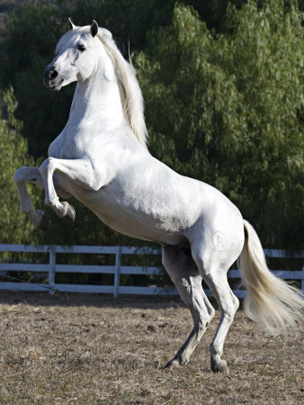 Grey Andalusian Stallion Rearing On Hind Legs, Ojai, California, Usa by Carol Walker Pricing Limited Edition Print image