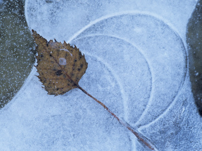 Birch Leaf Caught In Frozen Pond, Almer Lake, Bavaria, Germany by Martin Gabriel Pricing Limited Edition Print image