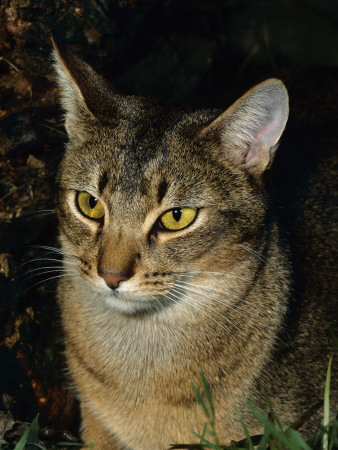 Domestic Cat, Abyssinian Male Portrait by Jane Burton Pricing Limited Edition Print image
