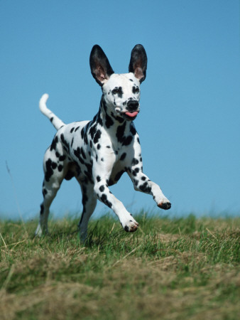 Juvenile Dalmatian Dog Running Outdoors by Petra Wegner Pricing Limited Edition Print image