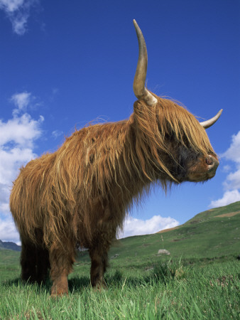 Domesticated Highland Cow, Aberfoyle, Argyll, Scotland, Uk by Niall Benvie Pricing Limited Edition Print image