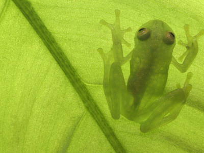 Glass Frog, Amazonia, Se Ecuador by Pete Oxford Pricing Limited Edition Print image
