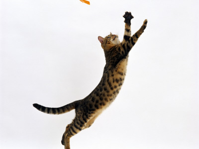 Domestic Cat, Brown Spotted Bengal Female Leaping For Toy by Jane Burton Pricing Limited Edition Print image