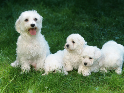 Maltese With Puppies by Petra Wegner Pricing Limited Edition Print image