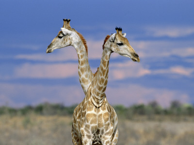 Giraffes (One Or Two?), Etosha National Park, Namibia by Tony Heald Pricing Limited Edition Print image