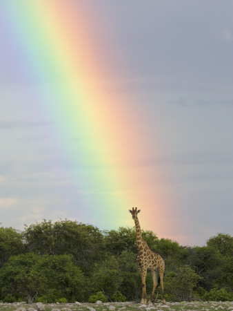 Giraffe, At End Of Rainbow, Etosha National Park, Namibia by Tony Heald Pricing Limited Edition Print image