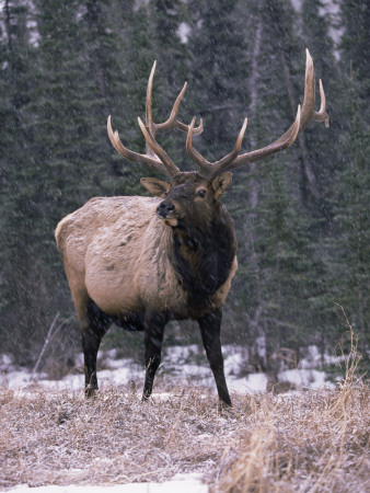 Elk Deer Stag In Snow, Jasper National Park, Canada by Lynn M. Stone Pricing Limited Edition Print image