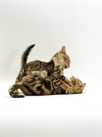 Domestic Cat, 11-Week, Brown Marble And Spotted Bengal Kittens, Play Fighting by Jane Burton Pricing Limited Edition Print image
