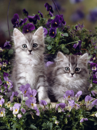Domestic Cat, 8-Week, Two Fluffy Silver Tabby Kittens Amongst Winter-Flowering Pansies by Jane Burton Pricing Limited Edition Print image